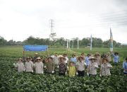 bank bjb Bersama Petani Mitra Binaan PT. Kelola Agro Makmur Panen Raya