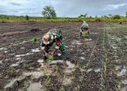 Babinsa Koramil 03/Kuala Kencana Bantu Petani Tanam Padi