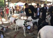 Kades Kondangmekar Diduga ‘Mainkan’ Harga Domba