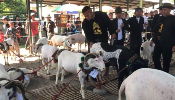 Kades Kondangmekar Diduga ‘Mainkan’ Harga Domba